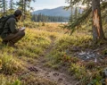 Advanced Field Signs for Identifying Wildlife Without Disturbance